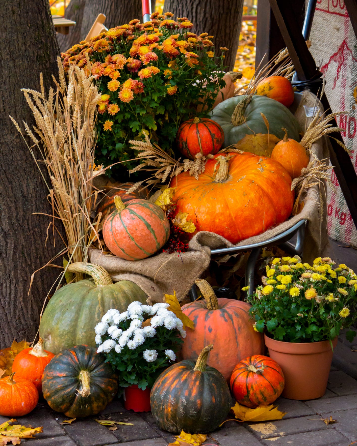 Fall Favorites