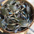 LIVE BLUE CRAB