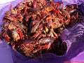 LIVE CRAWFISH by the SACK